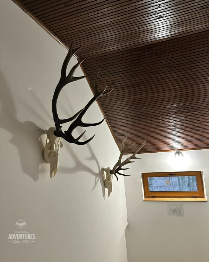 Lov Divljih svinja čekanjem - Hrvatska  7