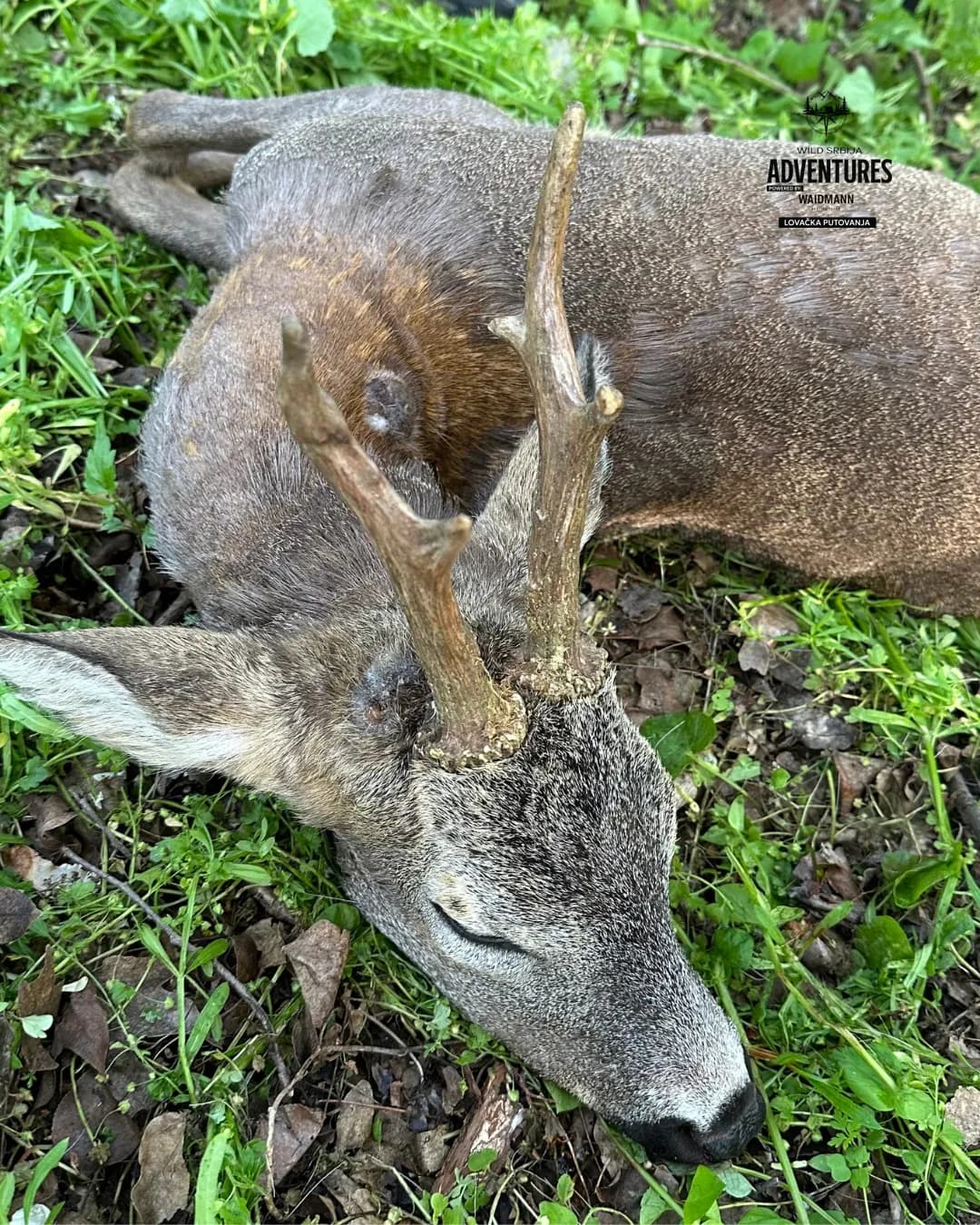 All Inclusive Lov Srndaća u Mađarskoj (no limit) 5