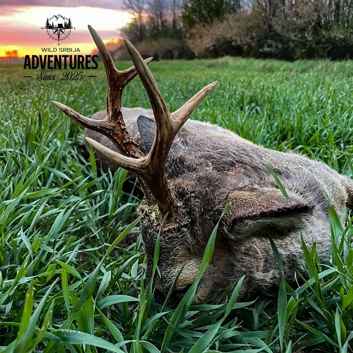 Lov Srndaća u Vojvodini - 1 lovni dan (1:1) - 2026/27 2