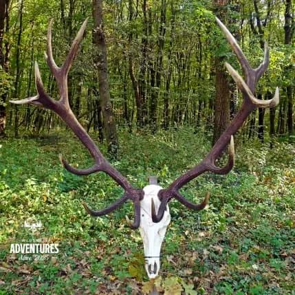 Dnevni Lov Jelena u Rici 2026/27 - Madjarska 2