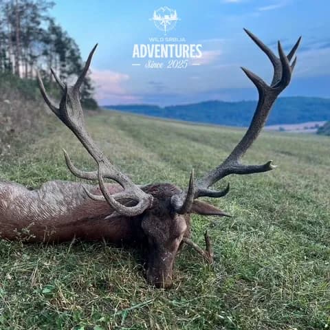 Dnevni Lov Jelena u Rici 2026/27 - Madjarska 3