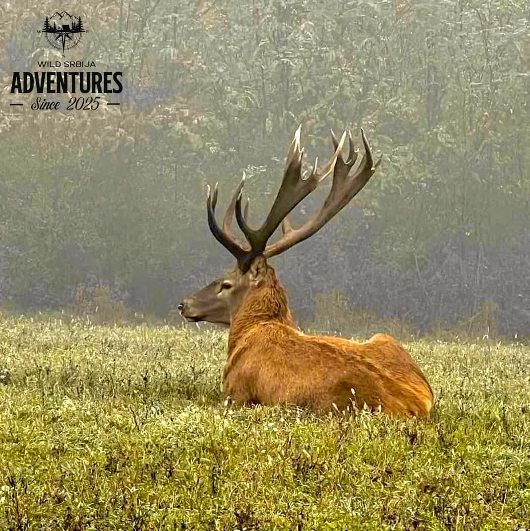 Dnevni Lov Jelena u Rici 2026/27 - Madjarska 4