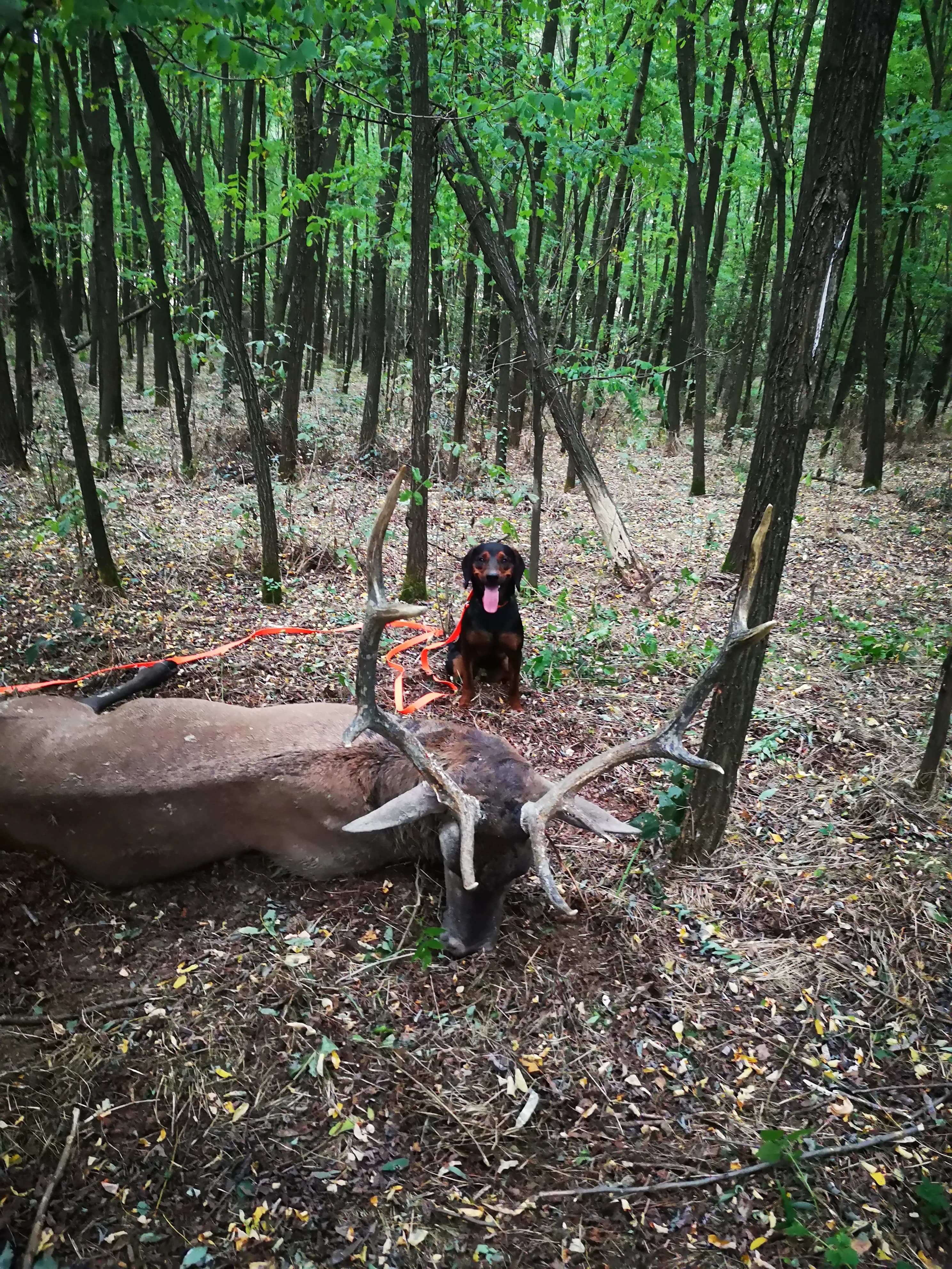 Evropski Jelen 3-6 kg + 3 košute