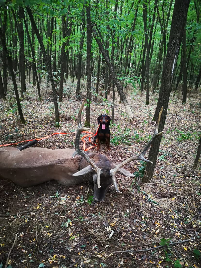 Evropski Jelen 3-6 kg + 3 košute