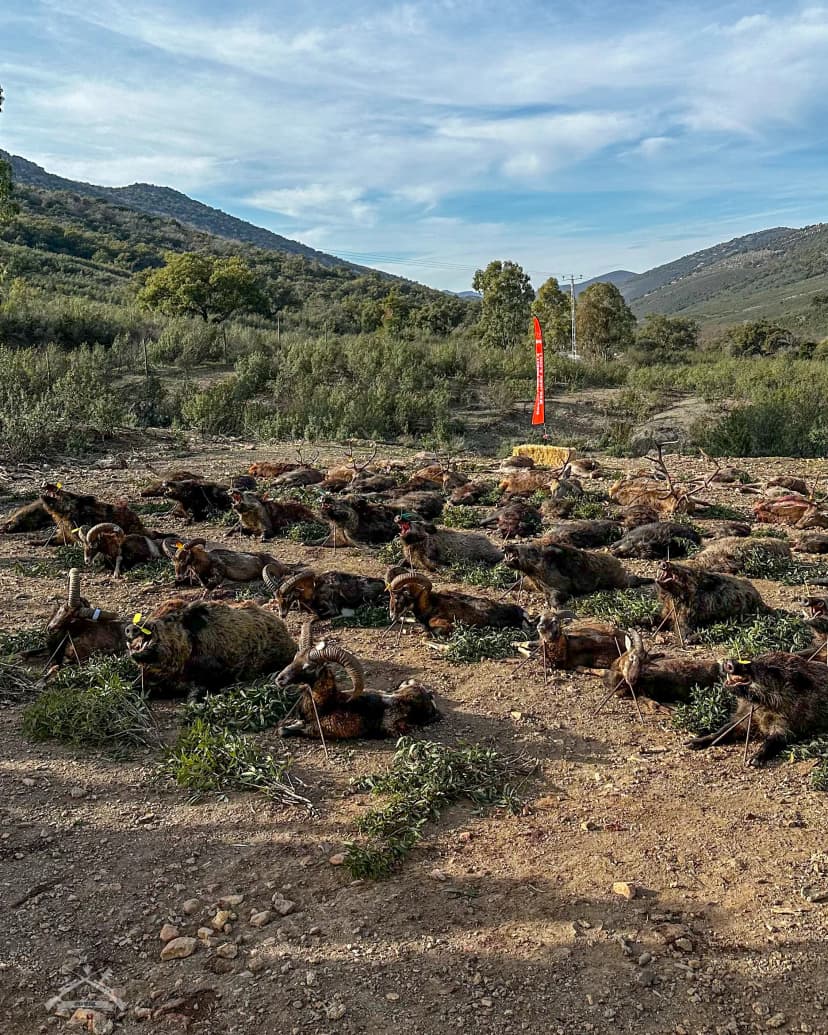 Monteria - Španija Februar 2026 06 - 09.02.2026
