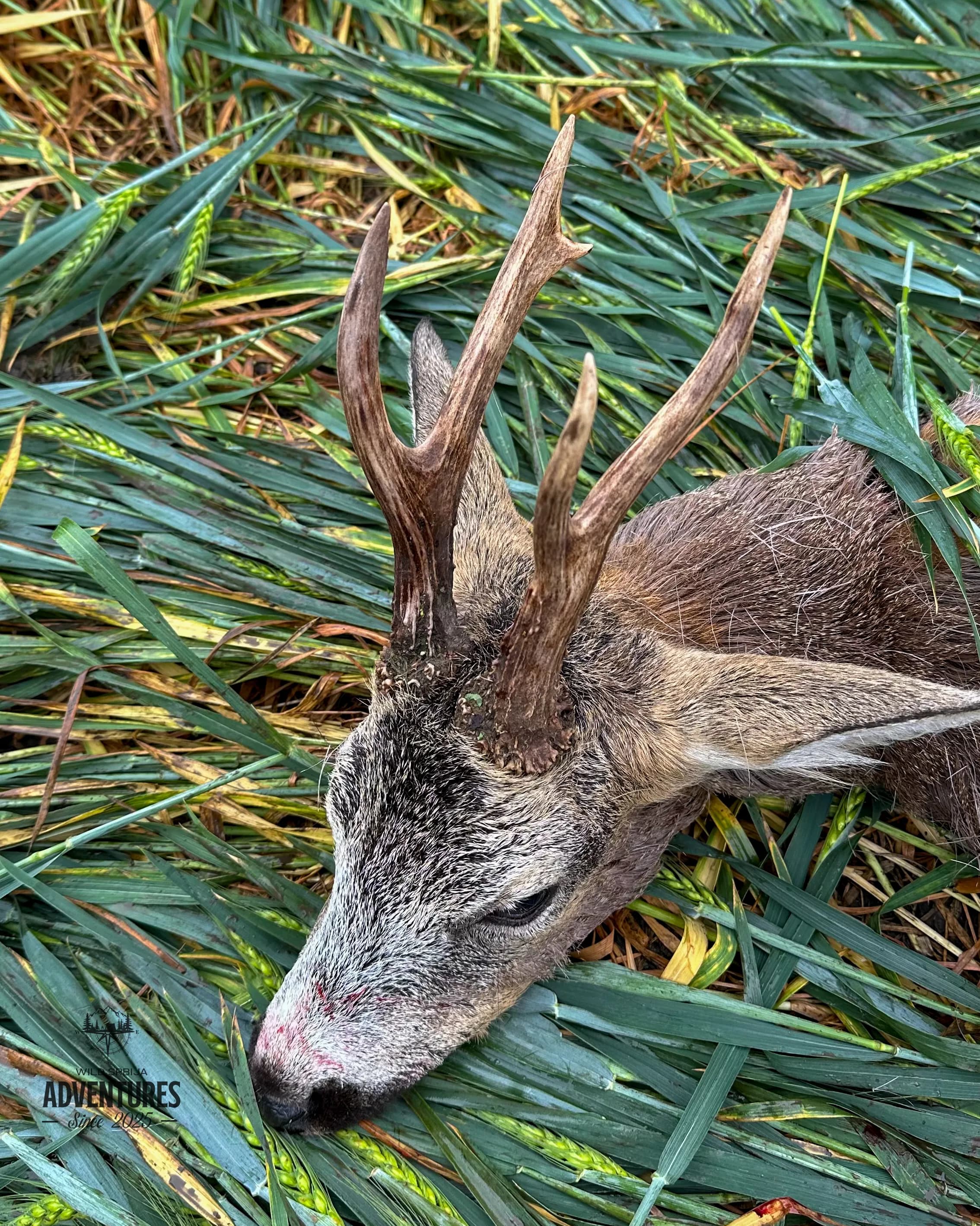Lov Srndaća u Vojvodini - 1 lovni dan (1:1) - 2026/27 5