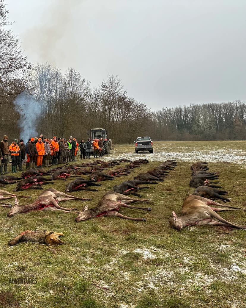 Pogonski Lov na Divlje Svinje, Košute i Telad - Madjarska 10-11.01.2026.