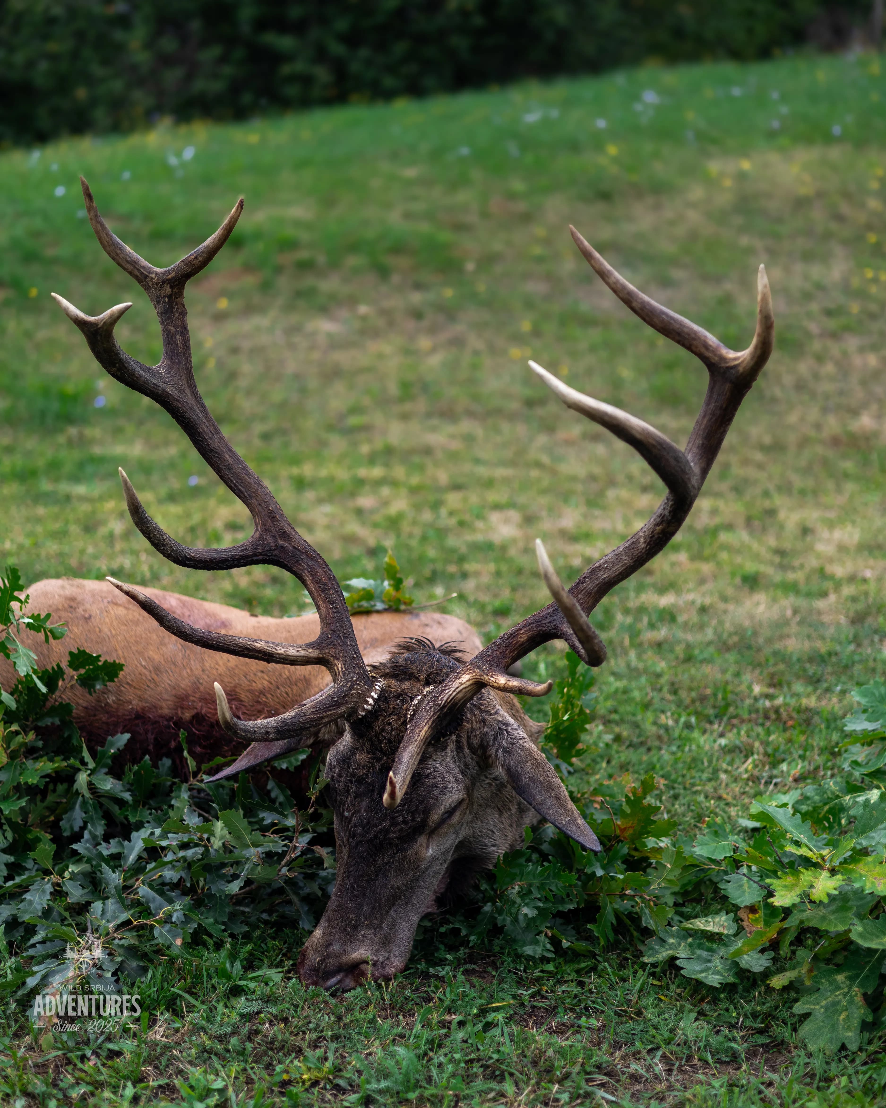 Dnevni Lov Jelena u Rici 2026/27 - Madjarska 8