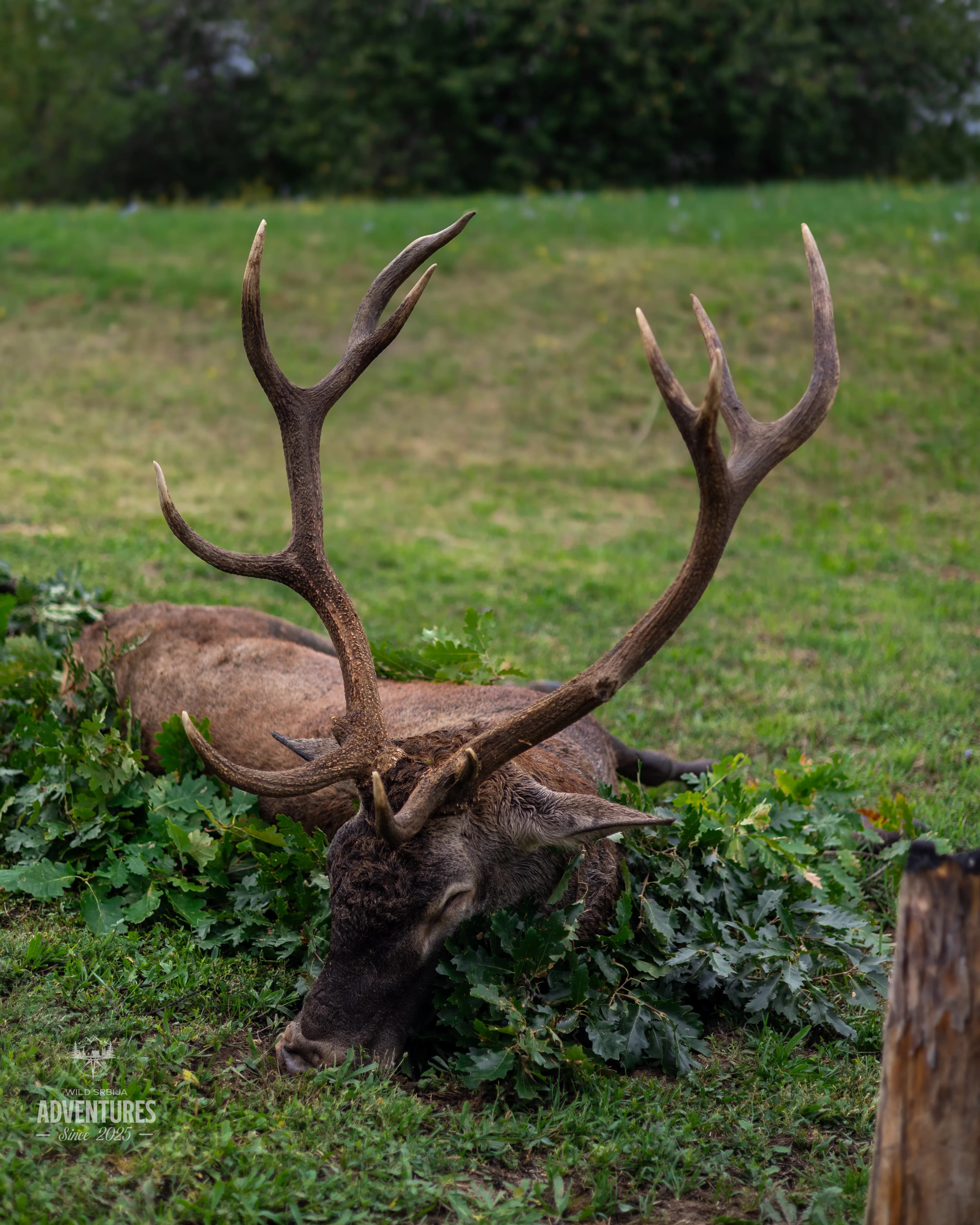 Dnevni Lov Jelena u Rici 2026/27 - Madjarska 9