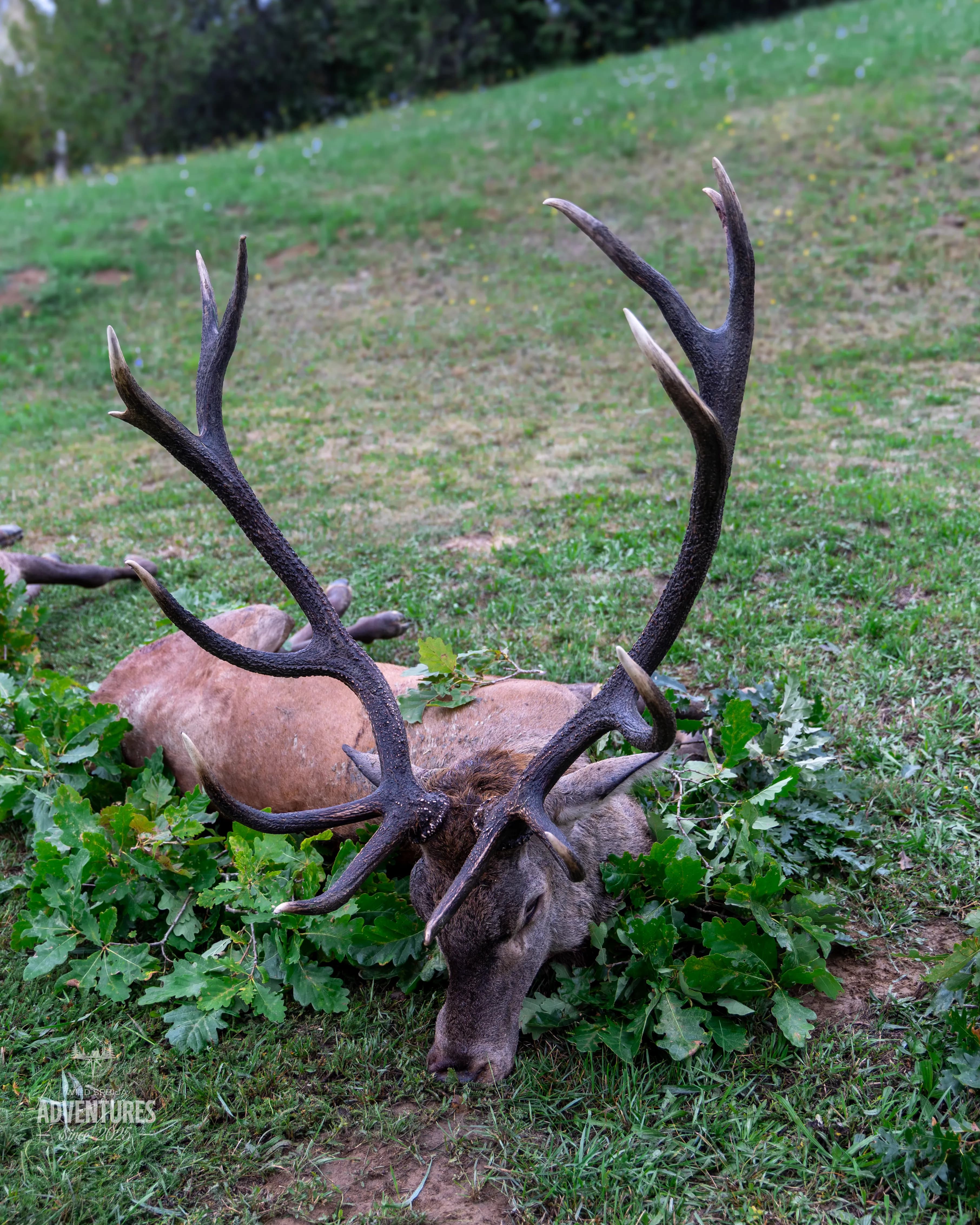 Dnevni Lov Jelena u Rici 2026/27 - Madjarska 10