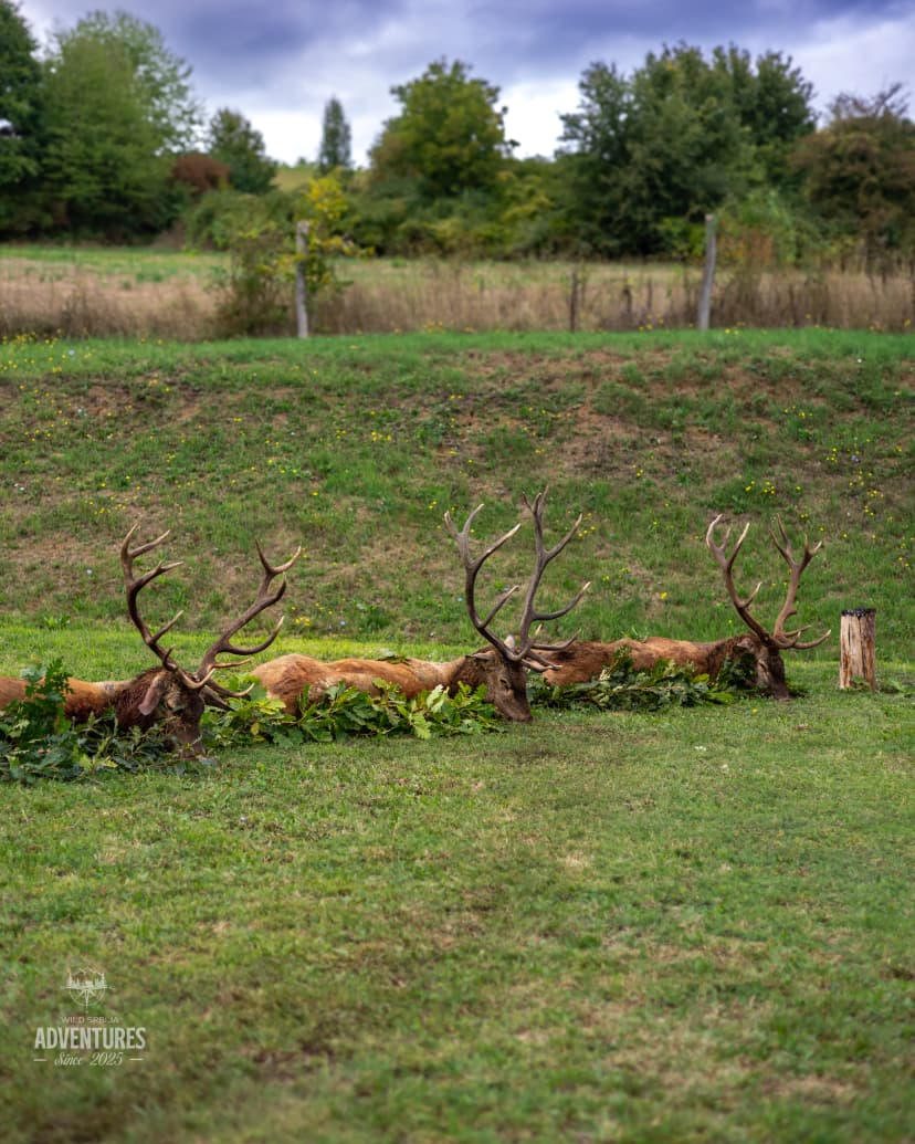 Dnevni Lov Jelena u Rici 2026/27 - Madjarska