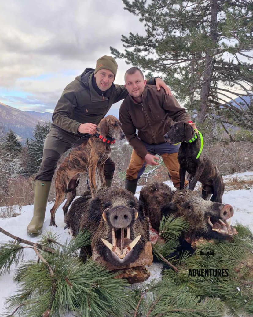 Planinski Lov Divljih Svinja Pogonom sa psima