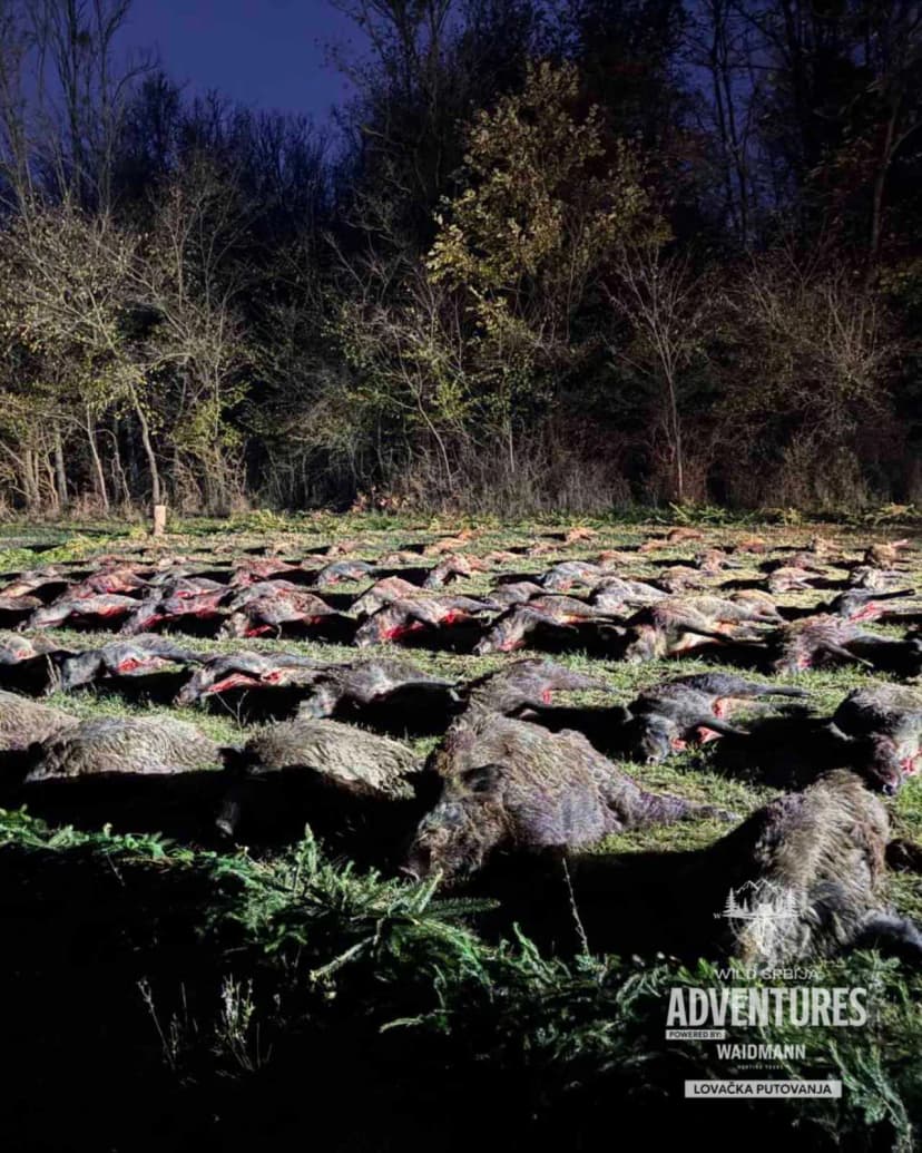 VIP Pogonski Lov na Divlje svinje - Zatvoreno lovište