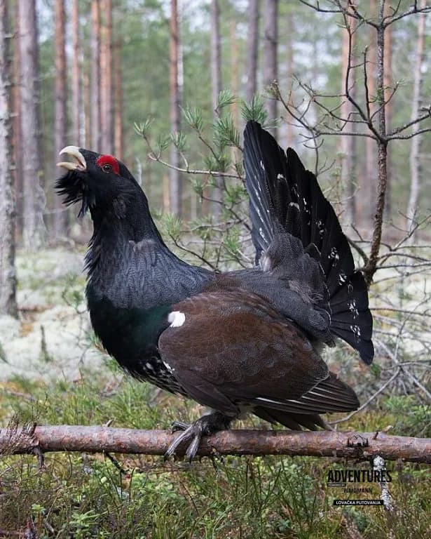 Lov Tetreba - Bosna i Hercegovina 2