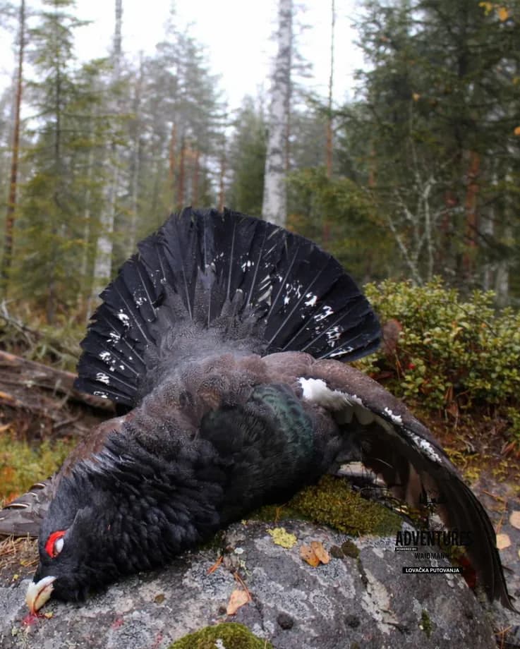 Lov Tetreba - Bosna i Hercegovina 3