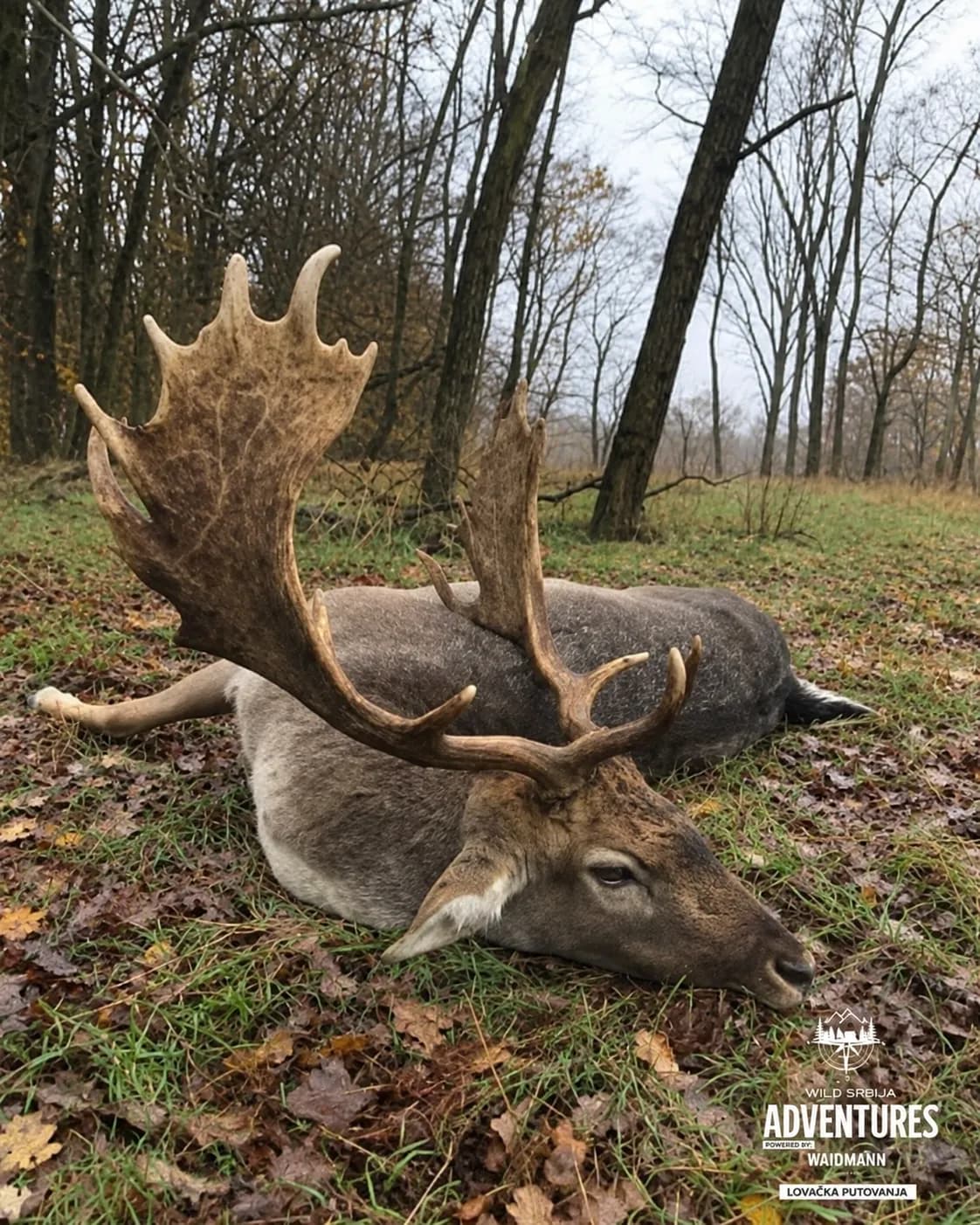 Lov Kapitalnih Jelena Lopatara (3,5+ kg) u Rici (Oktobar 26).